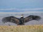 Immature female Andean condor in Patagonia. Chile, Magallanes. Art Print
